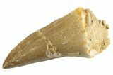 Fossil Mosasaur (Mosasaurus) Tooth - Morocco #332941-1